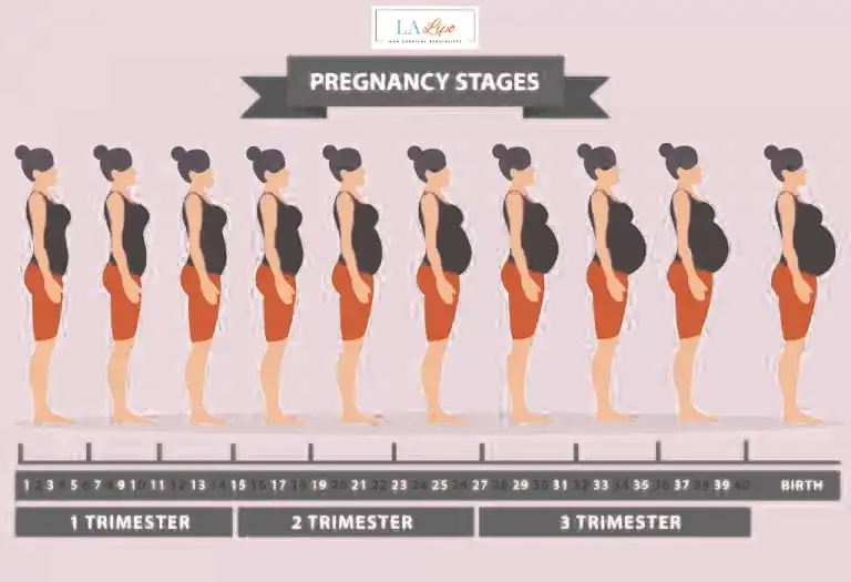 First Trimester (Weeks 1–12): Early Changes You Might Not Notice Stoke